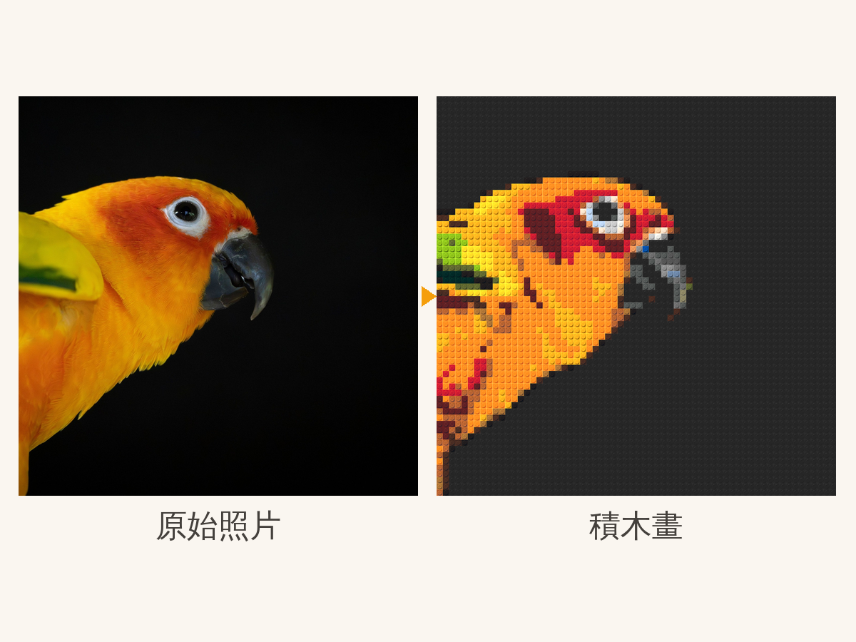 黑色背景前的太陽鸚鵡照片與轉換後的積木畫並排,橘、黃、紅、綠的羽毛都由對應的積木色呈現