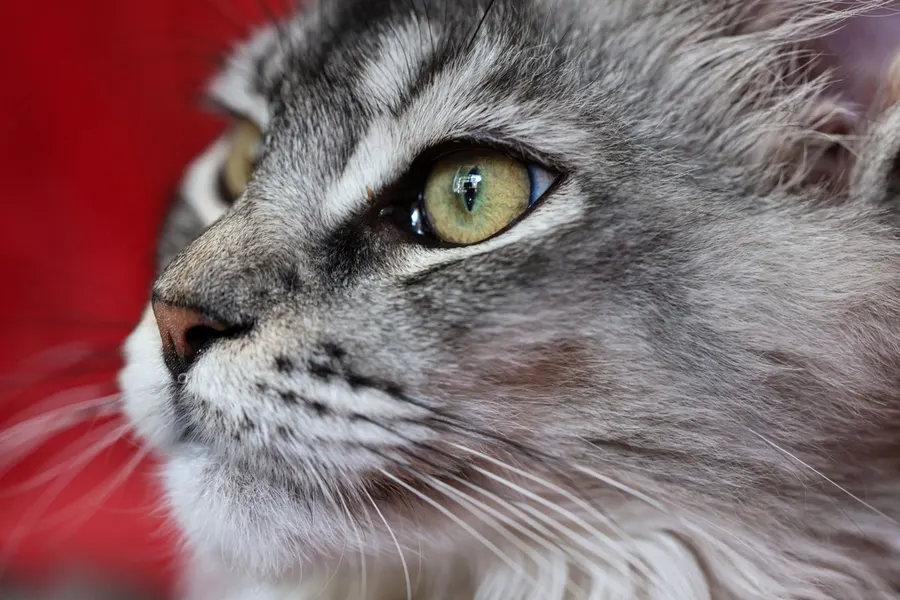 Das Originalfoto zu Seine Katze, ihr Hund